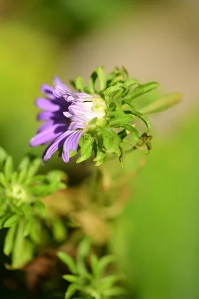 Widok Bliska Piękne Purpurowe Kwiaty Ogrodzie — Zdjęcie stockowe