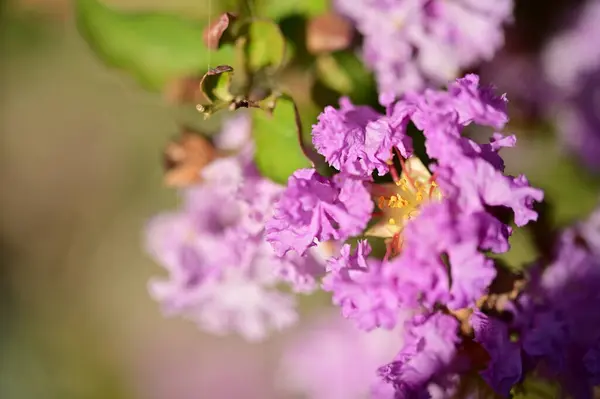 Vista Cerca Hermosas Flores Púrpuras Jardín —  Fotos de Stock