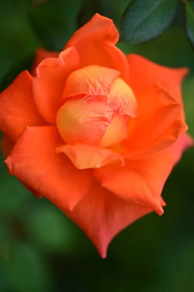 Hermosa Rosa Tierna Creciendo Jardín — Foto de Stock