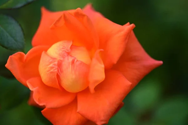 Belle Rose Tendre Poussant Dans Jardin — Photo