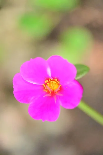 Close View Beautiful Pink Flowers Garden — Photo