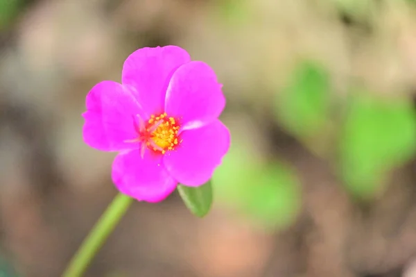 Vista Perto Belas Flores Cor Rosa Jardim — Fotografia de Stock