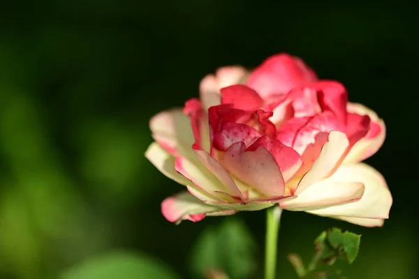 Όμορφο Τρυφερό Τριαντάφυλλο Μεγαλώνει Στον Κήπο — Φωτογραφία Αρχείου