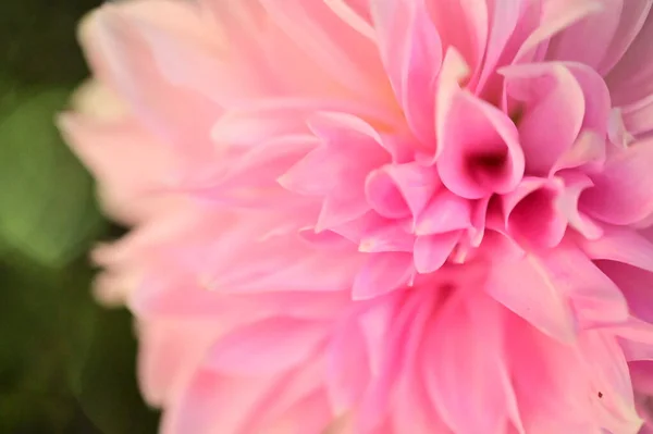 Nahaufnahme Der Schönen Rosa Dahlie Blume Garten — Stockfoto