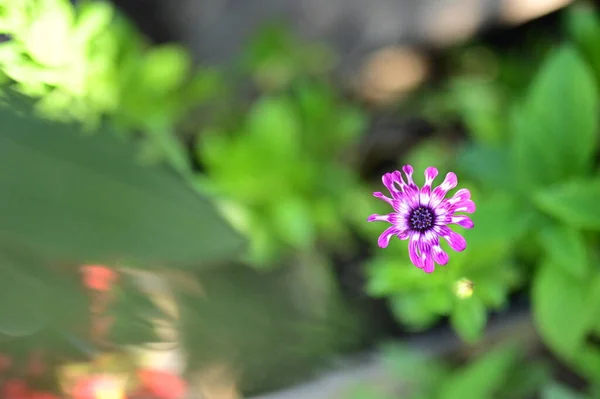 花园中美丽的紫色花朵的特写 — 图库照片