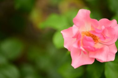 Bahçede yetişen güzel, yumuşak bir gül.