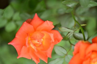 Bahçede yetişen güzel yumuşak güller.