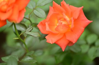 Bahçede yetişen güzel yumuşak güller.