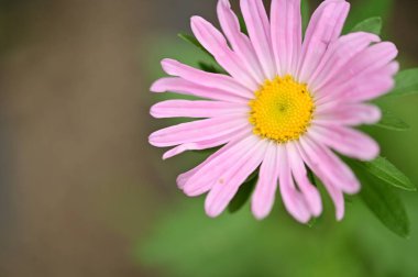 Bahçedeki güzel pembe çiçeklerin yakın görüntüsü
