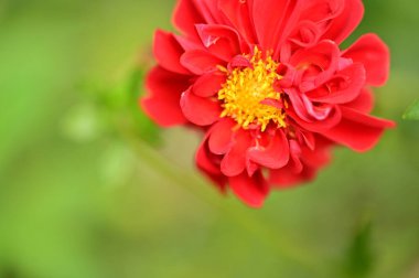 Bahçedeki güzel kırmızı çiçekleri kapat.