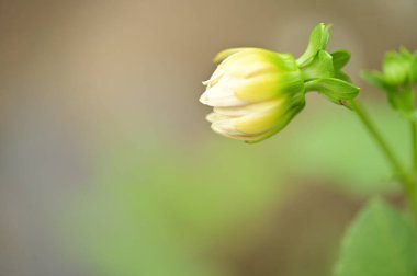 beautiful white flowers in the garden, summer concept