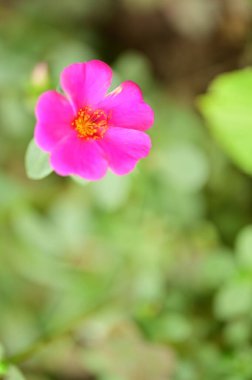 Bahçedeki güzel pembe çiçeklerin yakın görüntüsü