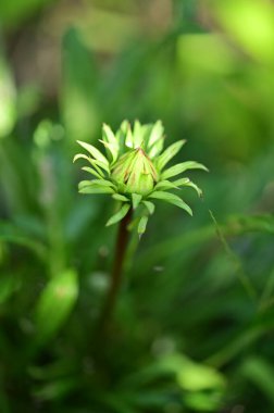 Bahçede çözünmemiş güzel çiçekler, yakın çekim manzarası.