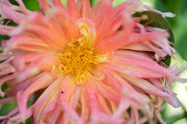 Bahçede büyüyen güzel pembe ve sarı renkli çiçekler.