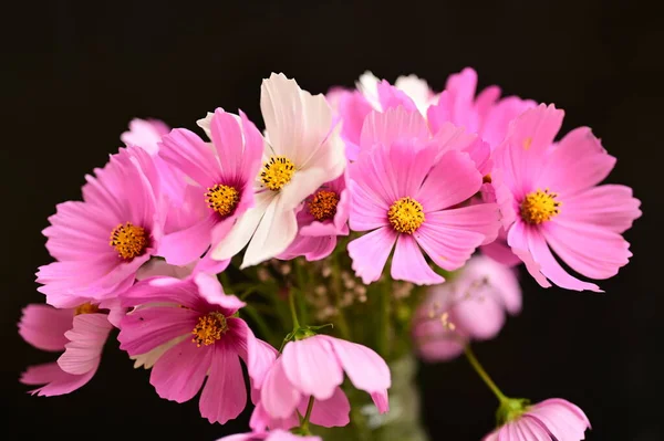 Vacker Vit Och Rosa Blommor Svart Bakgrund — Stockfoto