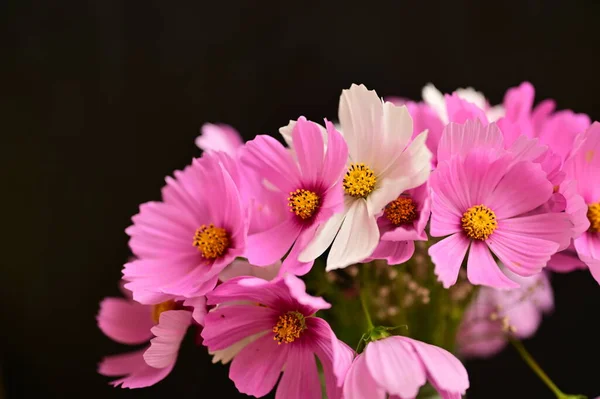 Beautiful White Pink Flowers Black Background — Stock Photo, Image