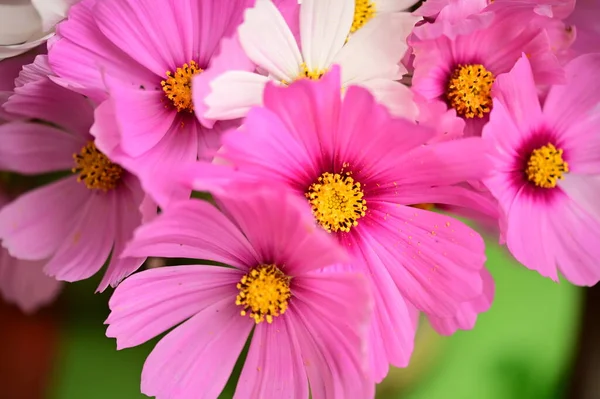 Close View Beautiful Pink Flowers Garden — ストック写真