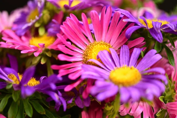 Belas Flores Rosa Roxo Vista Perto Conceito Verão — Fotografia de Stock