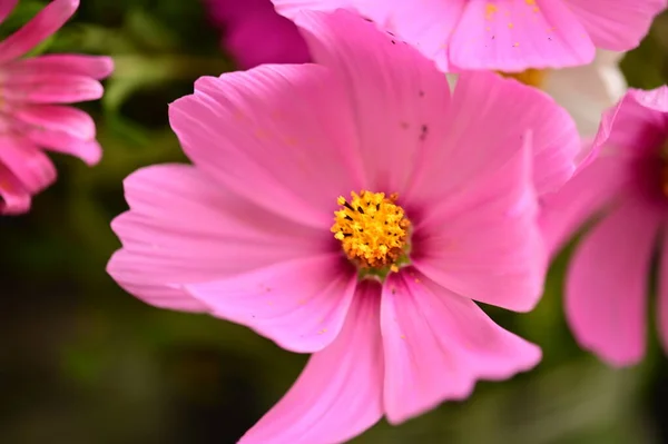 花园中美丽的粉红色花朵的近景 — 图库照片