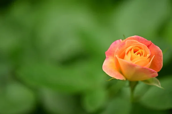 Schöne Zarte Rose Die Garten Wächst — Stockfoto