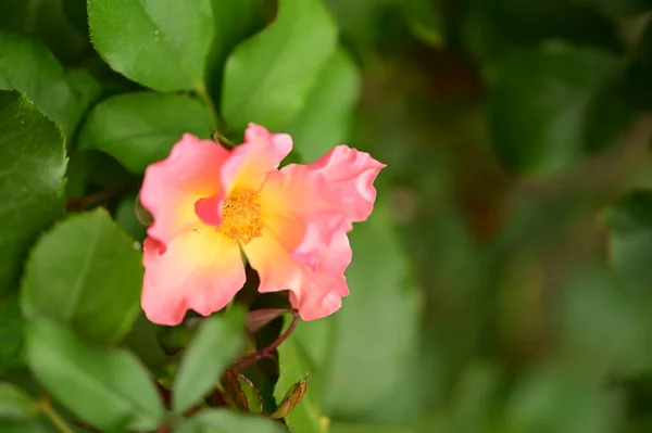 Schöne Zarte Rose Die Garten Wächst — Stockfoto