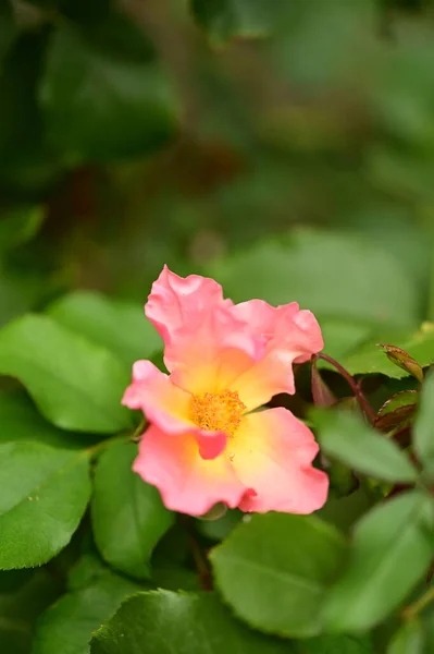Piękna Róża Przetargu Rośnie Ogrodzie — Zdjęcie stockowe