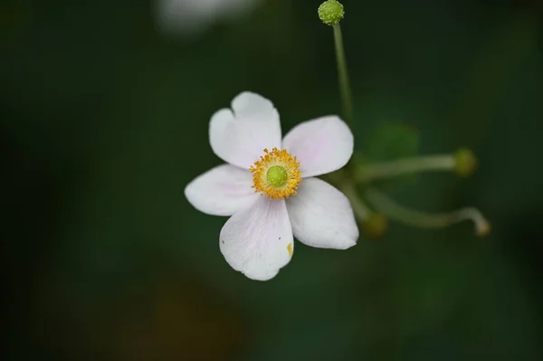Красиві Білі Квіти Саду Літня Концепція — стокове фото