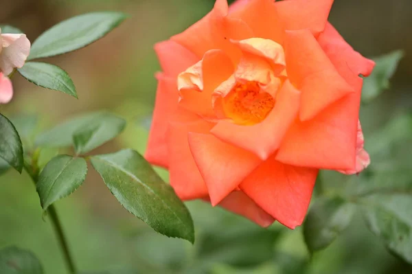 庭で育つ美しいピンクのバラの花自然コンセプト — ストック写真