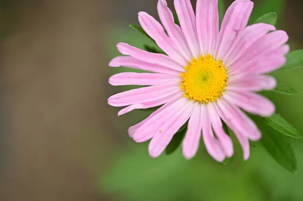 Närbild Vackra Rosa Blommor Trädgården — Stockfoto