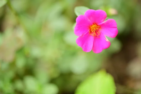 Close View Beautiful Pink Flowers Garden — Zdjęcie stockowe