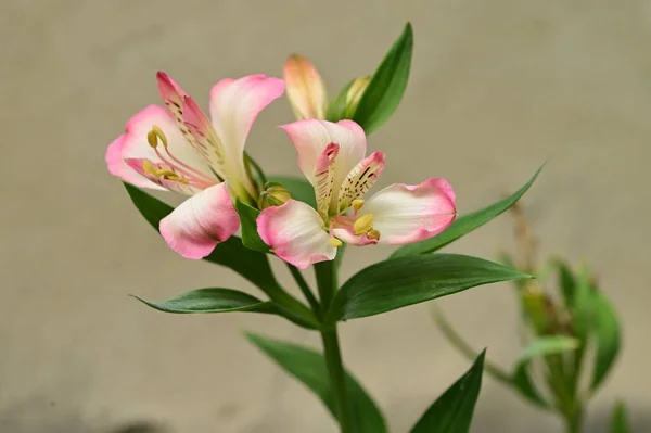 Close Flores Íris Brancas Rosa — Fotografia de Stock