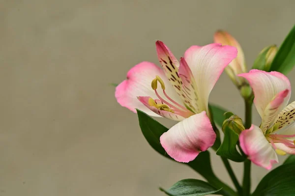 Close Flores Íris Brancas Rosa — Fotografia de Stock