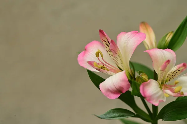 Lindas Flores Lírio Vista Perto Conceito Verão — Fotografia de Stock