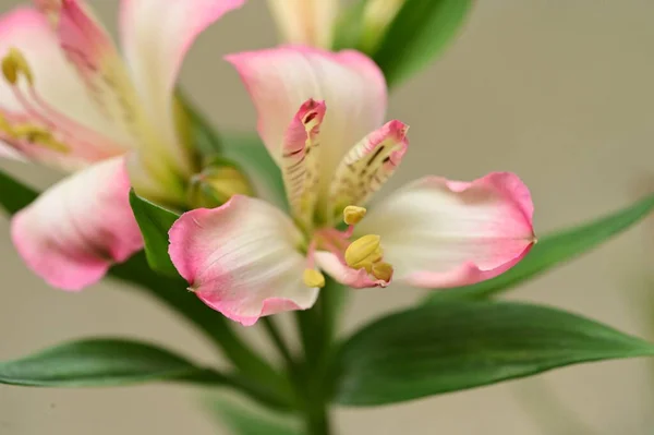 美しいユリの花を間近で見られる夏のコンセプト — ストック写真