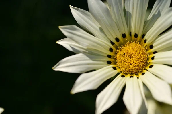 Beautiful White Flowers Garden Summer Concept — Zdjęcie stockowe