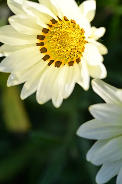 Beautiful White Flowers Garden Summer Concept — Fotografia de Stock