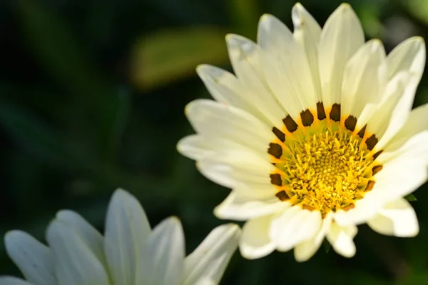 Красивые Белые Цветы Саду Летняя Концепция — стоковое фото