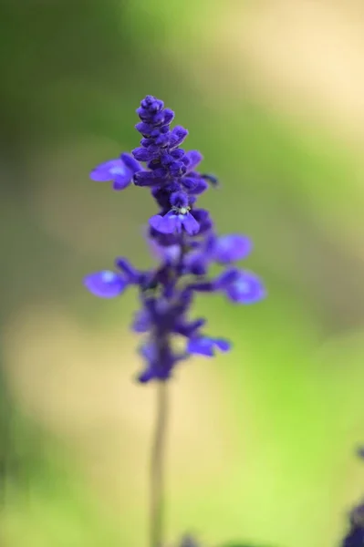 Widok Bliska Piękne Purpurowe Kwiaty Ogrodzie — Zdjęcie stockowe