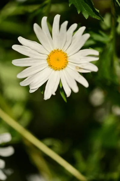 Beautiful White Flowers Garden Summer Concept — Foto Stock