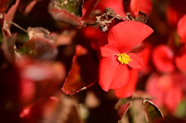 Vue Rapprochée Belles Fleurs Rouges Dans Jardin — Photo