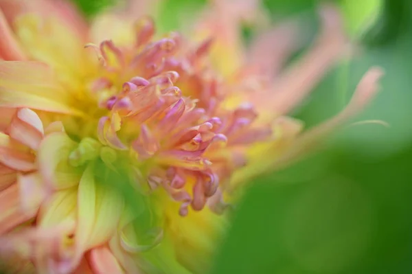 Schöne Rosa Und Gelb Gefärbte Blumen Die Garten Wachsen — Stockfoto