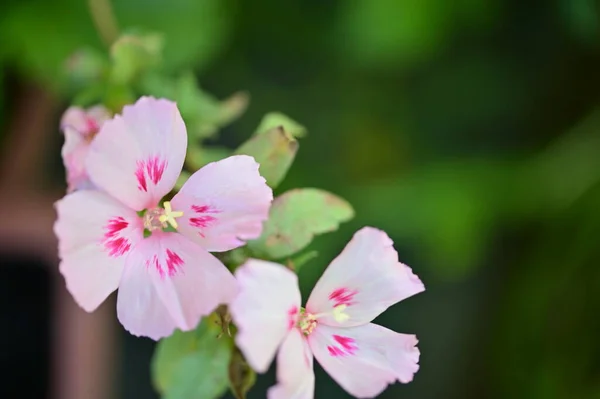 花园中美丽的粉红色花朵的近景 — 图库照片