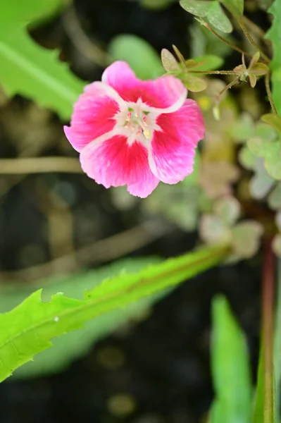 庭の綺麗なピンクの花を間近で見ることができ — ストック写真