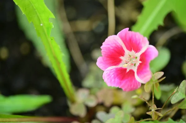 庭の綺麗なピンクの花を間近で見ることができ — ストック写真