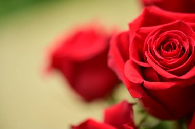 Bahçede yetişen güzel yumuşak güller.