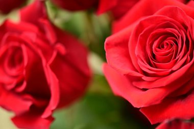 Bahçede yetişen güzel yumuşak güller.