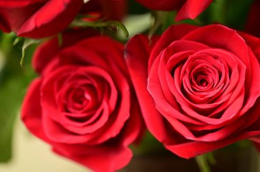 Bahçede yetişen güzel yumuşak güller.