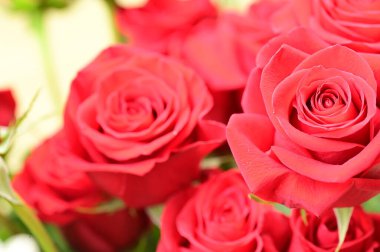 beautiful tender roses growing in the garden