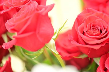 Bahçede yetişen güzel yumuşak güller.