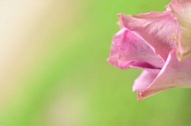 Bahçede yetişen güzel yumuşak güller.